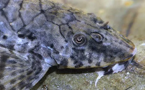 Rineloricaria eigenmanni: head view female