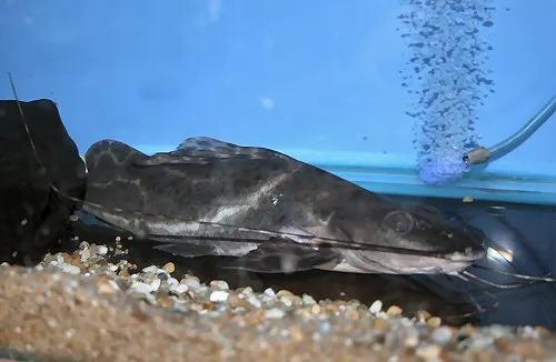 Leiarius pictus