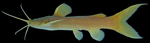 Cá da trơn Amblyceps serratum, Amblyceps serratum