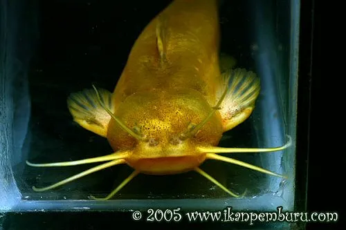 Liobagrus marginatus: female