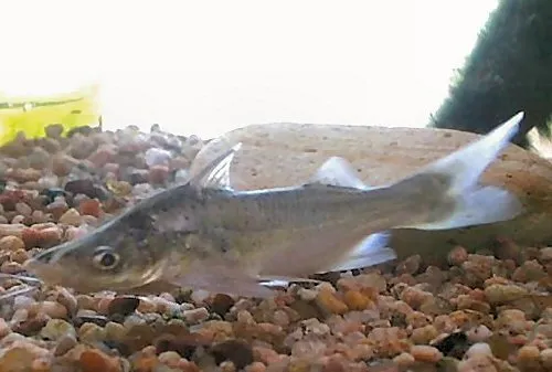 Iheringichthys megalops