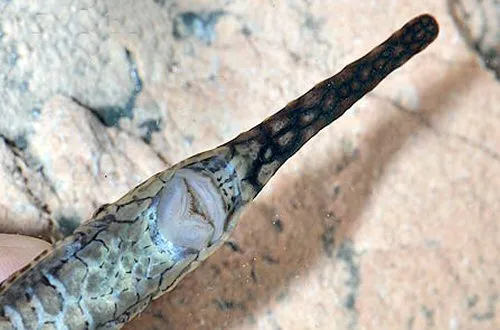 Farlowella platorynchus: Ventral view of head