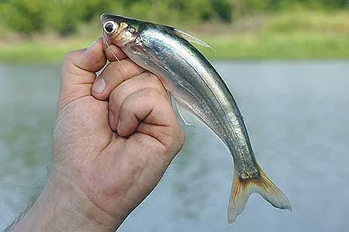 Cá da trơn Laides longibarbis, Laides longibarbis