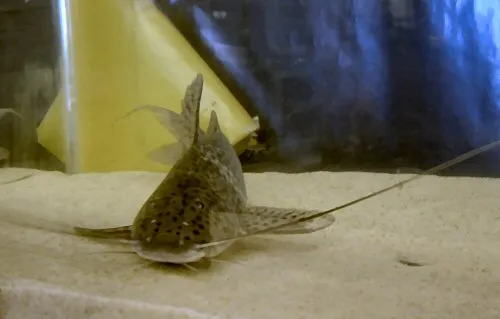 Aguarunichthys tocantinsensis: head view