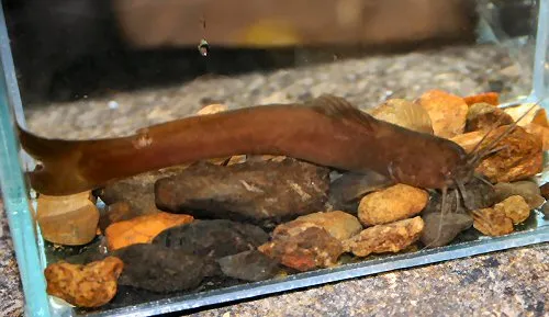 Cá da trơn Amblyceps foratum, Amblyceps foratum