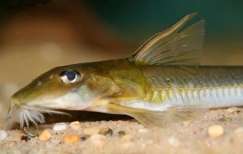 Cá chuột gai Leptodoras linnelli, Leptodoras linnelli