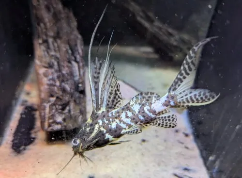 Synodontis eupterus "Marbled"