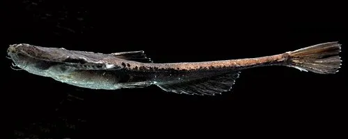 Cá banjo Pterobunocephalus depressus, Pterobunocephalus depressus
