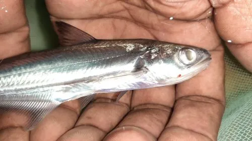 Eutropiichthys vacha: head view