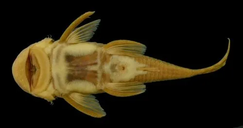 Chaetostoma fischer: Ventral view-Río La Vieja, Maravelez,Tebaida Quindio, Colombia (alto Cauca) i