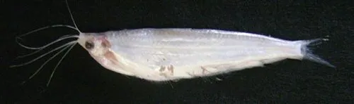 Ailiichthys punctata: From Karachi harbour