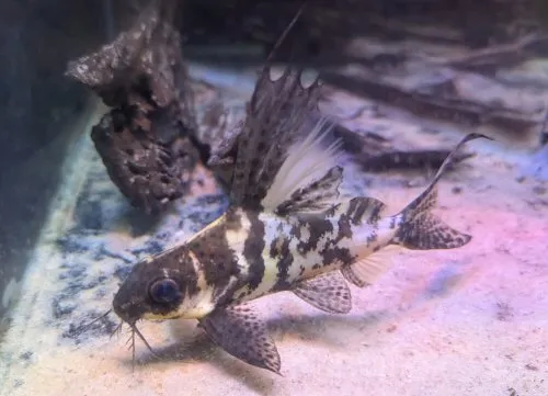 Cá nheo lông vũ, Synodontis eupterus
