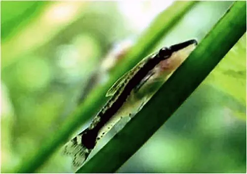 Cá otocinclus thường, Otocinclus vittatus