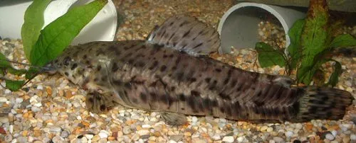Megalechis thoracata: female