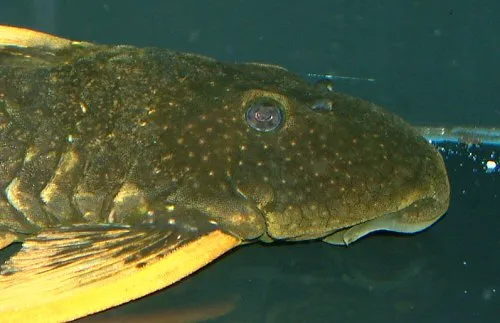 Hypostomus luteus: head view