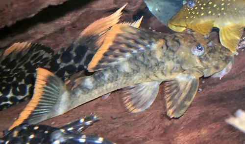 Hemiancistrus guahiborum: juvenile