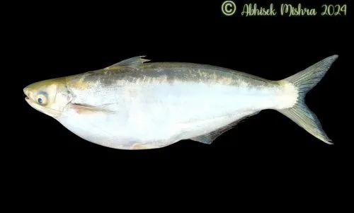 Clupisoma bastari: Gravid female-Mahanadi river, Odisha, India