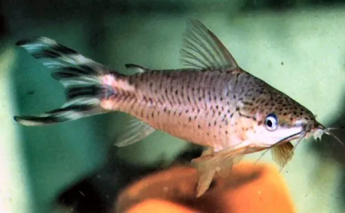 Cá chuột cờ đuôi, Dianema urostriatum