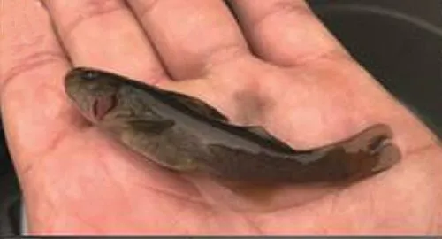 Diplomystes nahuelbutaensis: Juvenile-Collected in Laraquete