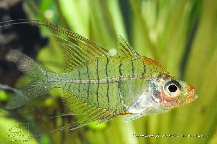 Cá thủy tinh Gymnochanda filamentosa, Gymnochanda filamentosa