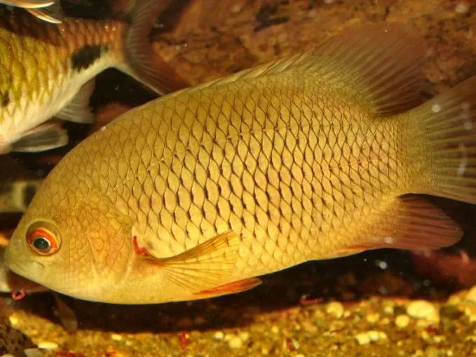 Cá lá Malabar, Pristolepis marginata