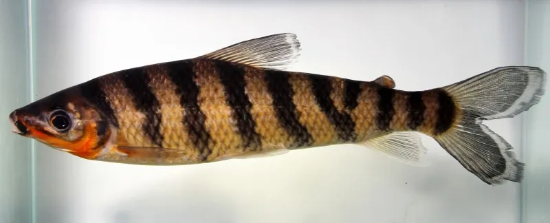 Adult specimen of L. cf. fasciatus from the rio Negro, Brazil.