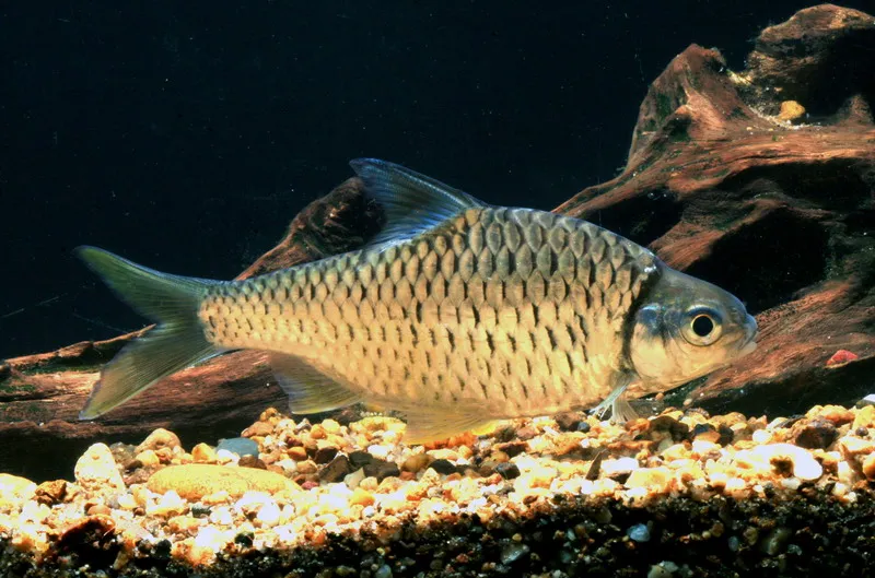 Cá Mystacoleucus obtusirostris, Mystacoleucus obtusirostris