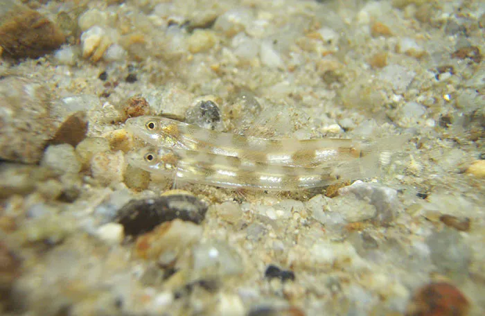 Surat Thani form in its natural habitat. It's been suggested that southern populations such as this may represent a distinct species.