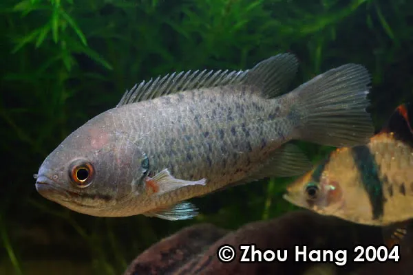 Cá rô đồng, Anabas testudineus