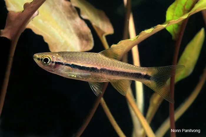 Cá rasbora ánh kim, Rasbora einthovenii