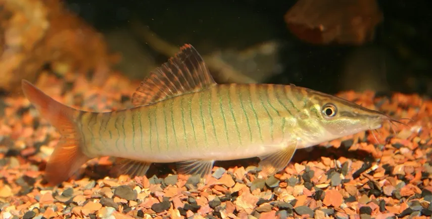 Cá chạch hổ xanh, Syncrossus hymenophysa