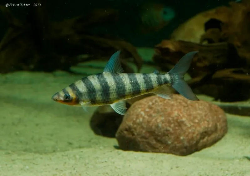 This species deserves a large aquarium.