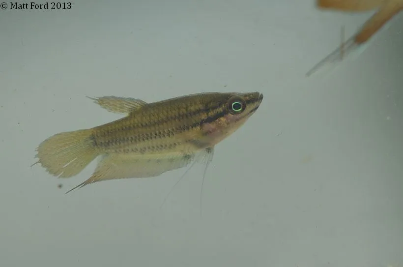 Adult female from close to Mersing, Johor state, Peninsular Malaysia.