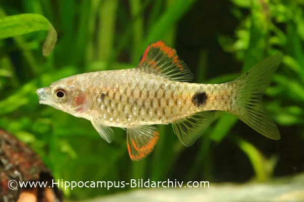 Male from the German aquarium trade.