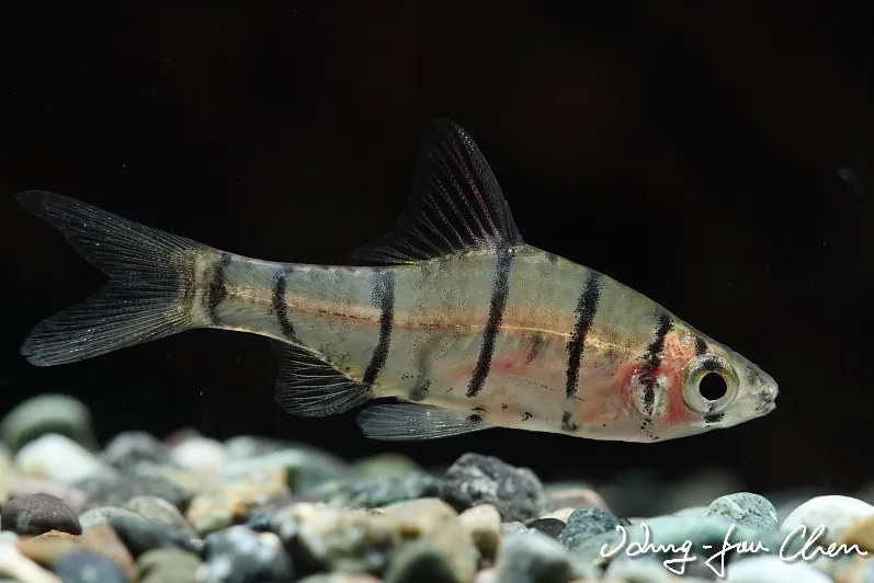 Cá barb tám vạch giả, Eirmotus octozona