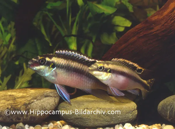 Cá kribensis, Pelvicachromis pulcher