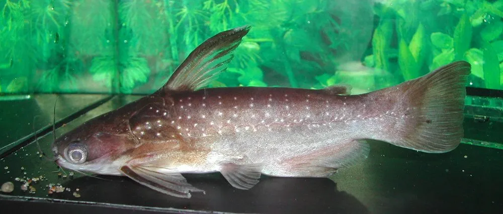 Cá trê nửa đêm, Auchenipterichthys coracoideus