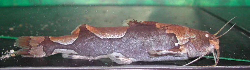 Deeper-bodied (female?) specimen.