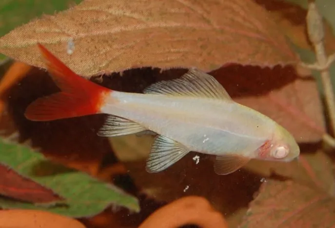 The albino form of E. bicolor has yet to find great popularity in the hobby.