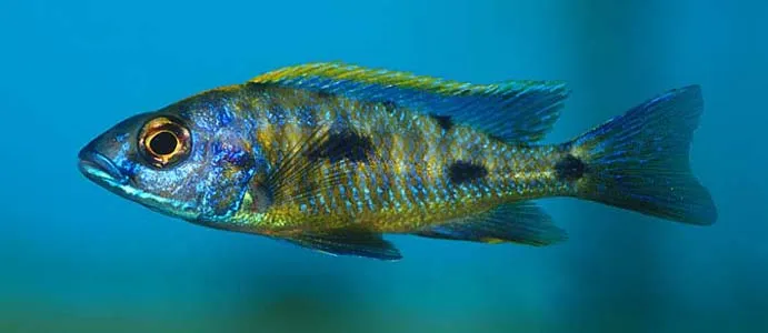Otopharynx lithobates juvenile