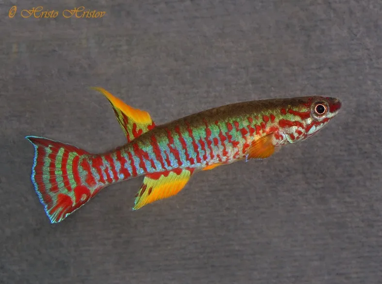 Cá killifish Bouala lyretail, Aphyosemion bualanum