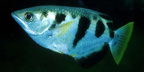 Cá bắn cung, Toxotes jaculatrix