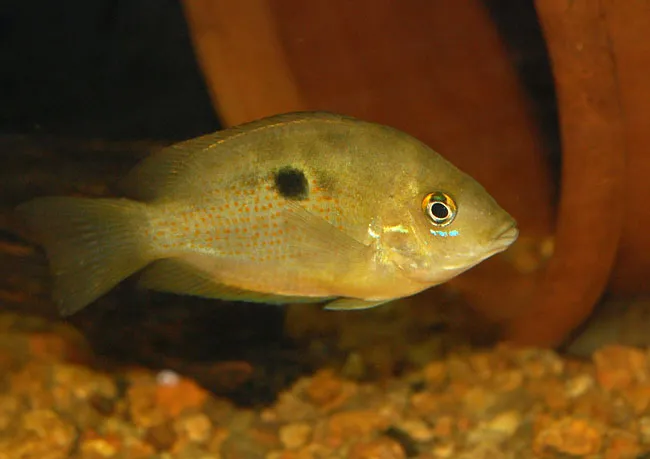 Individual displaying neutral, non-nuptial colour pattern.