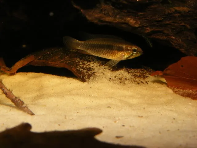 Cá hồng nhung elizabethae, Apistogramma elizabethae