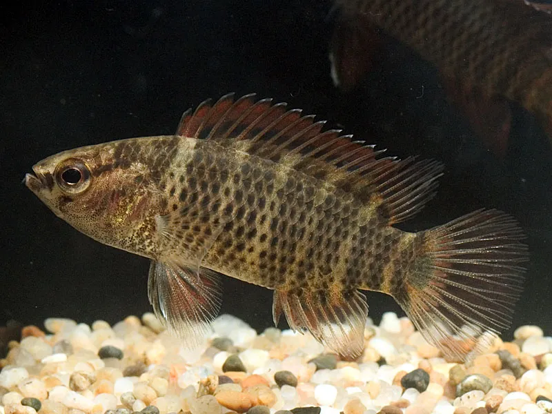 Cá Badis corycaeus, Badis corycaeus