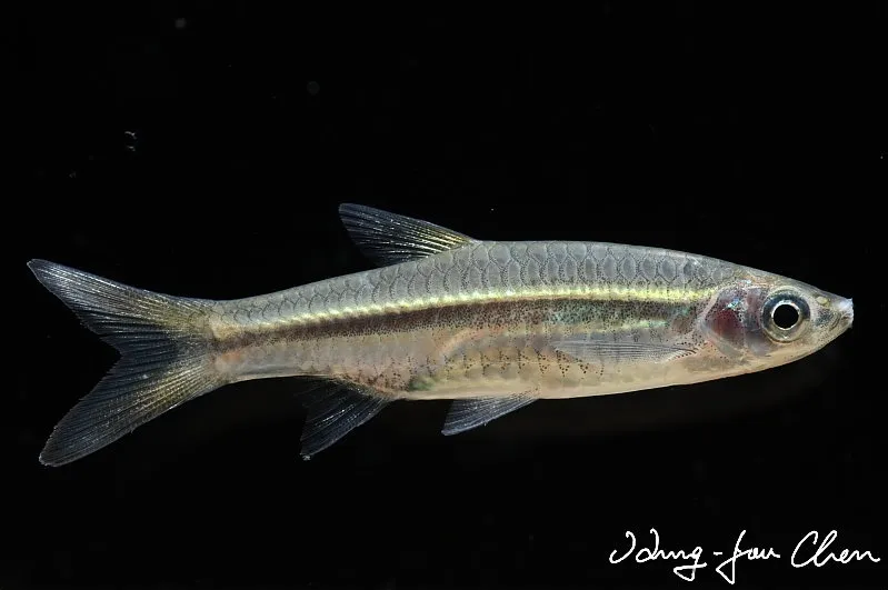 Cá rasbora bạc, Rasbora argyrotaenia