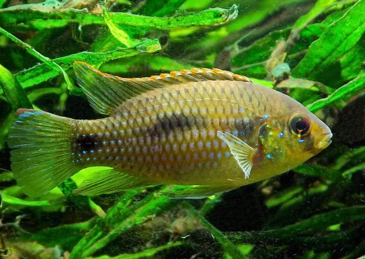 Cá bướm châu Phi, Anomalochromis thomasi