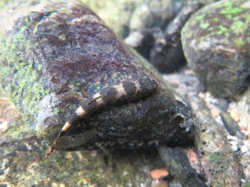 Specimen exhibiting cryptic colour pattern, Chanthaburi province, Thailand.