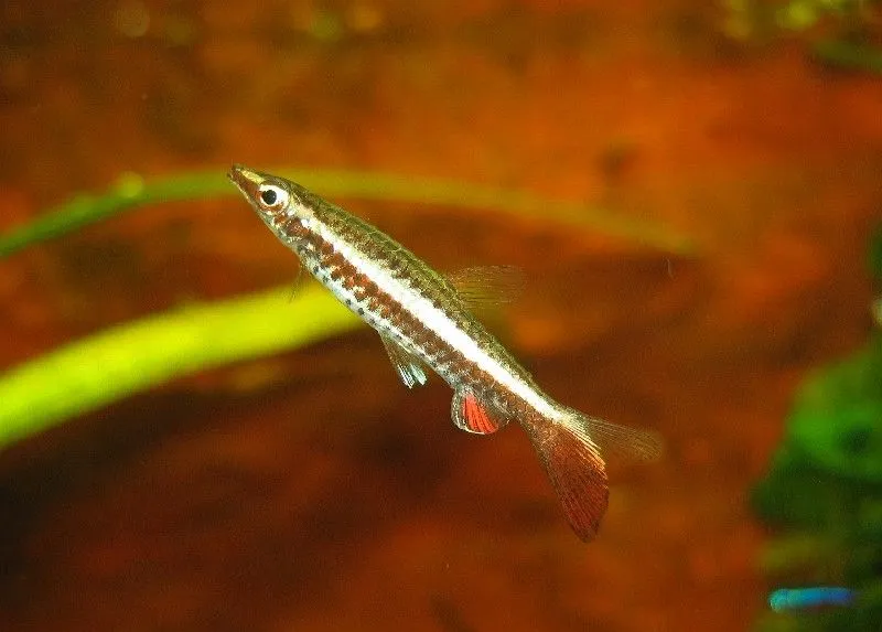 Cá bút chì Nannostomus eques, Nannostomus eques