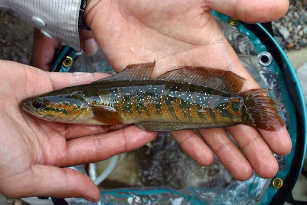 Specimen from Hainan Island.